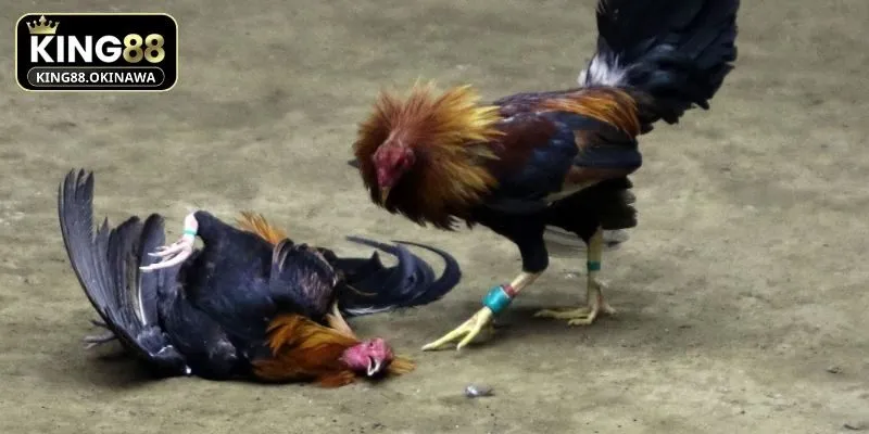 Chọi kê cựa sắt được hội viên tại King88 yêu thích 