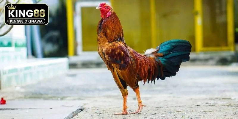 Giống gà chọi đẹp nhất thế giới tại Việt Nam