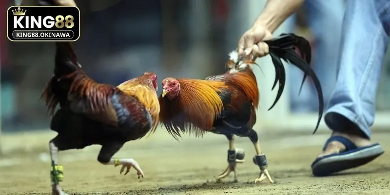 Hội viên tại King88 có thể xem lịch sử đấu của chiến kê 