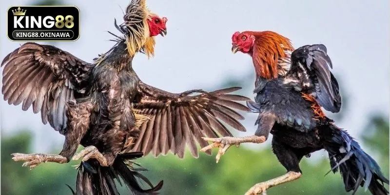 Hội viên tại King88 nên chọn chiến kê tốt để đặt cược