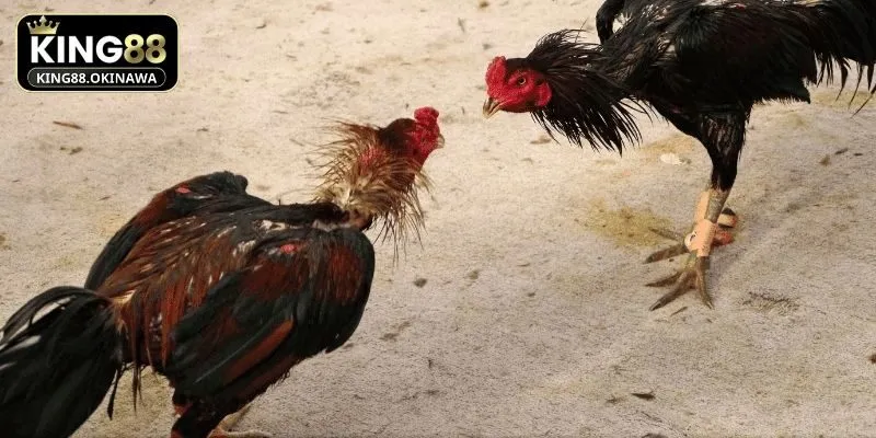 Kênh tham khảo quan trọng đều nâng cao trình độ