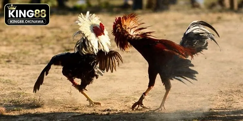 Khái quát sơ lược đôi nét chính về màu mạng gà đá King88